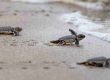 sea turtle pompano beach
